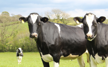 Dairy